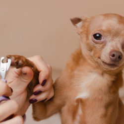 Trimming,Dog,Claws,At,Home.,Manicure,For,Cute,Toy,Terrier