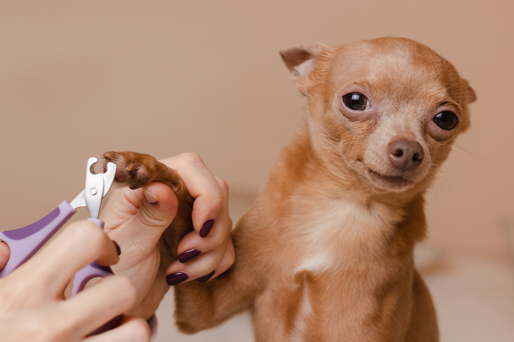 Trimming,Dog,Claws,At,Home.,Manicure,For,Cute,Toy,Terrier