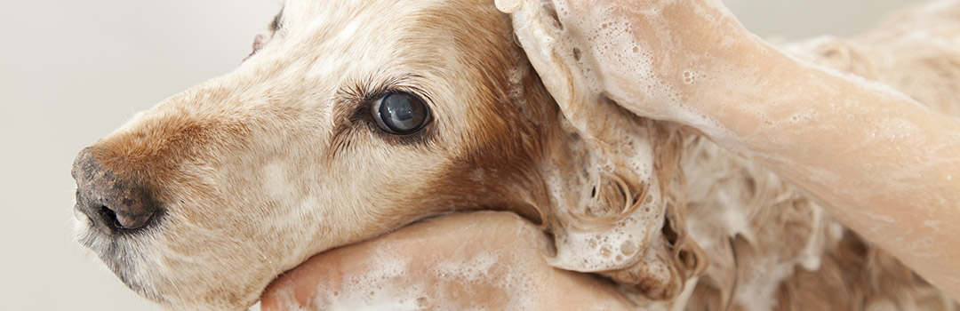 dog getting shampooed