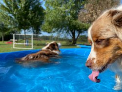 Dogs,Staying,Cool,Playing,And,Drinking,In,The,Pool,,Purebred